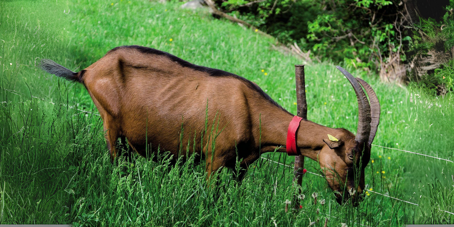 La chèvre cévenole : 7 choses à savoir sur cette star des pentes