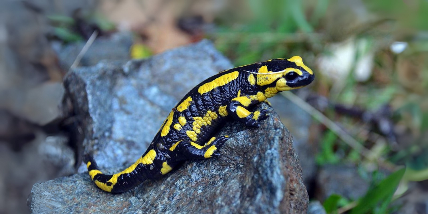 La salamandre : créature mystique des Cévennes