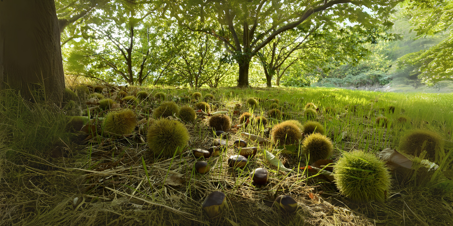 Le châtaignier cévenol : nourricier, robuste et indomptable
