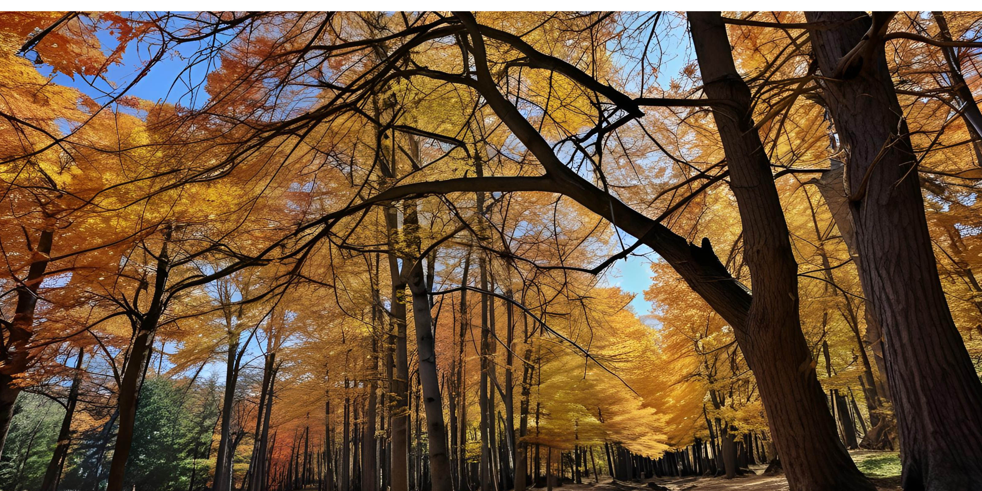 Parcelle symbolique dans les Cévennes : ce que vous achetez vraiment